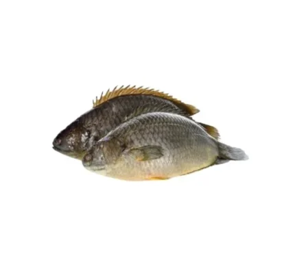Deshi Koi Fish (600g)