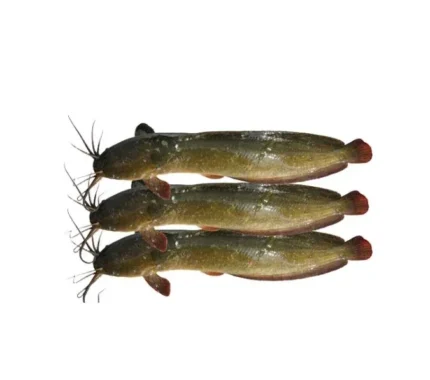 Magur Fish Whole (Cat Fish) (700g - 800g)